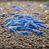 The Rarest Shrimp Species in Singapore's Aquarium Hobby (And What Makes Them So Prized)