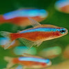 How to Prevent Common Diseases in Tetras
