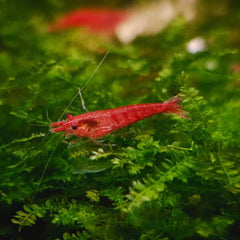 Collection image for: Shrimps