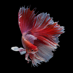 Collection image for: Bettas
