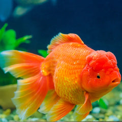 Collection image for: Goldfish / Koi