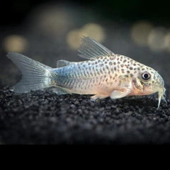 Collection image for: Corydoras/ Catfish