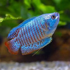 Collection image for: Gouramis/ Barbs/ Cichlids