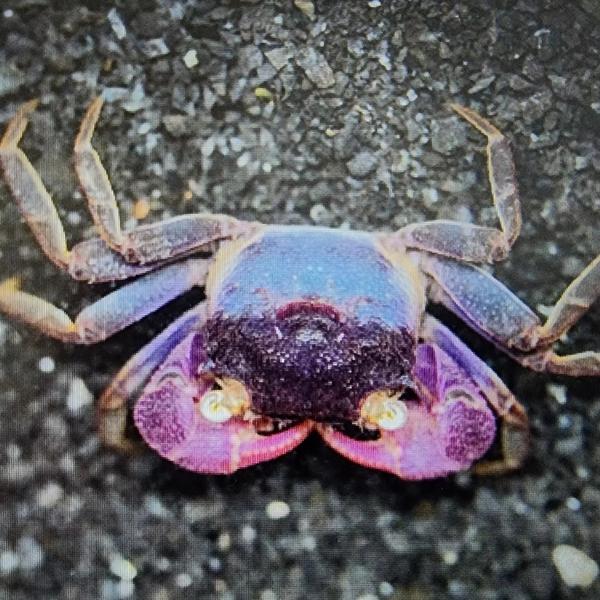 Crustaceans