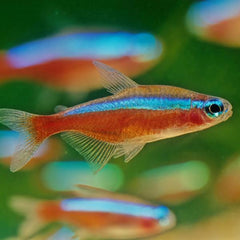 Collection image for: Tetras