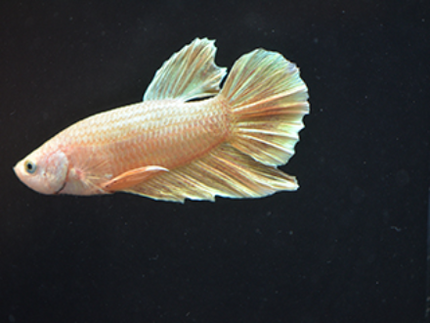 Betta male Plakat Gold Dragon 4cm