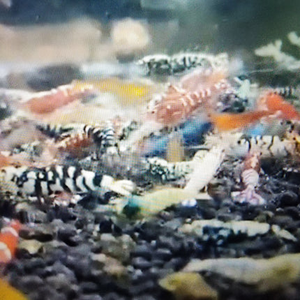Assorted caridina shrimp 1-1.2cm