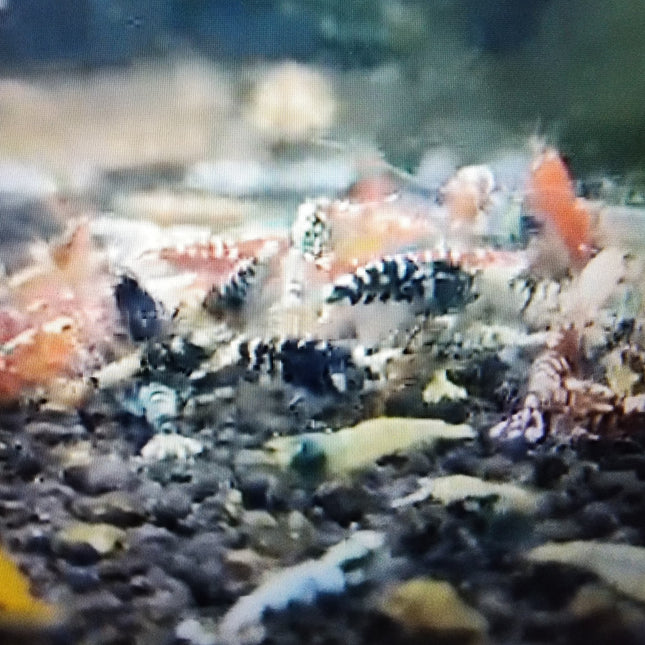 Assorted caridina shrimp 1-1.2cm