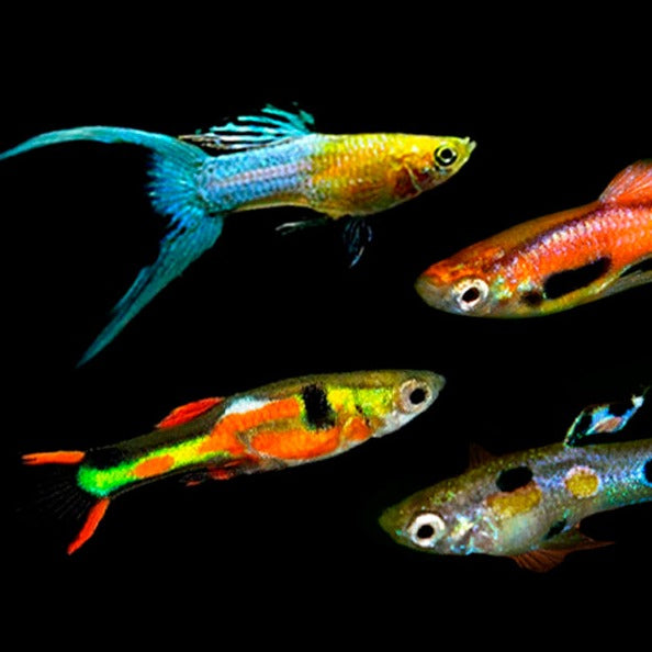 Assorted Endlers Guppy 2cm