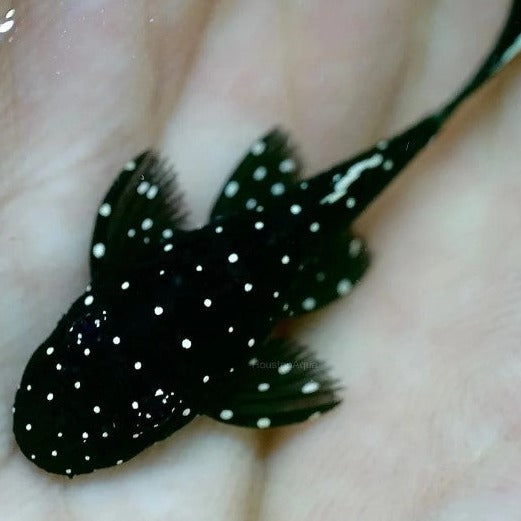 Pleco L183 starlight 1.5cm