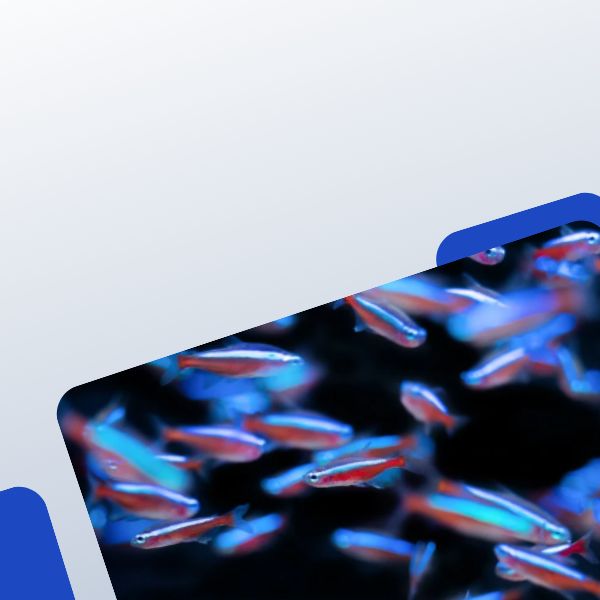 <h2>Freshwater Fish</h2>