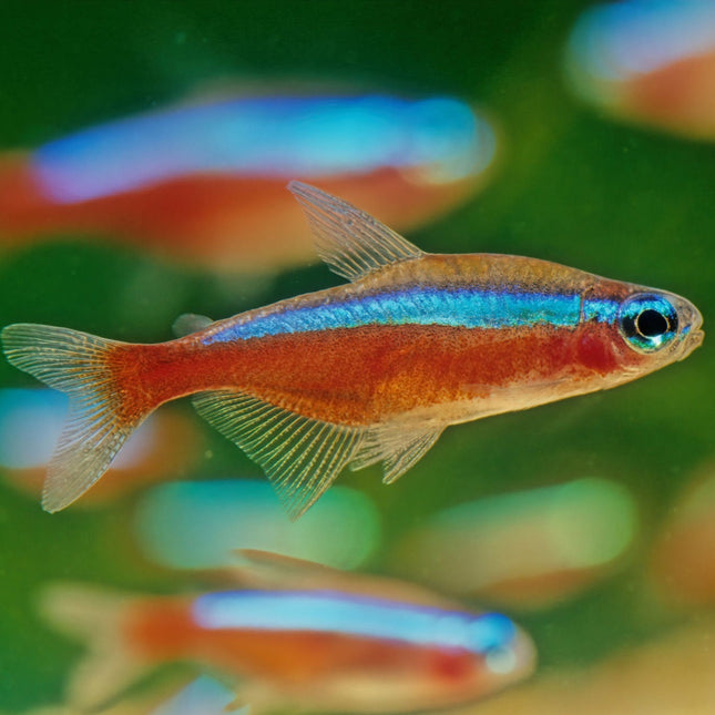 Cardinal tetra 2.5-2.8cm