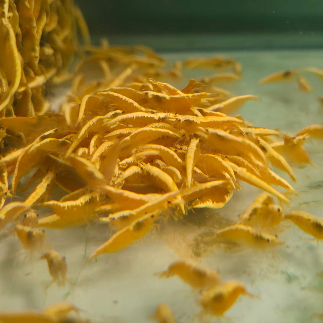 Golden back shrimp 1-1.5cm