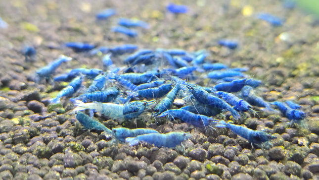 Blue bolt shrimp 1cm