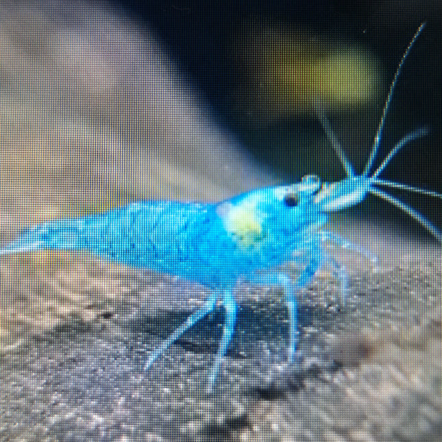Blue jelly shrimp 1-1.5cm