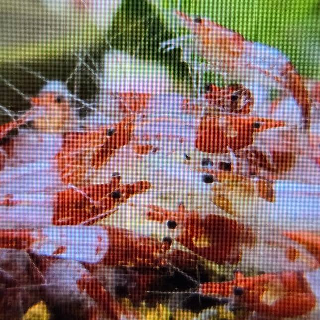 Red rili shrimp 1-1.5cm