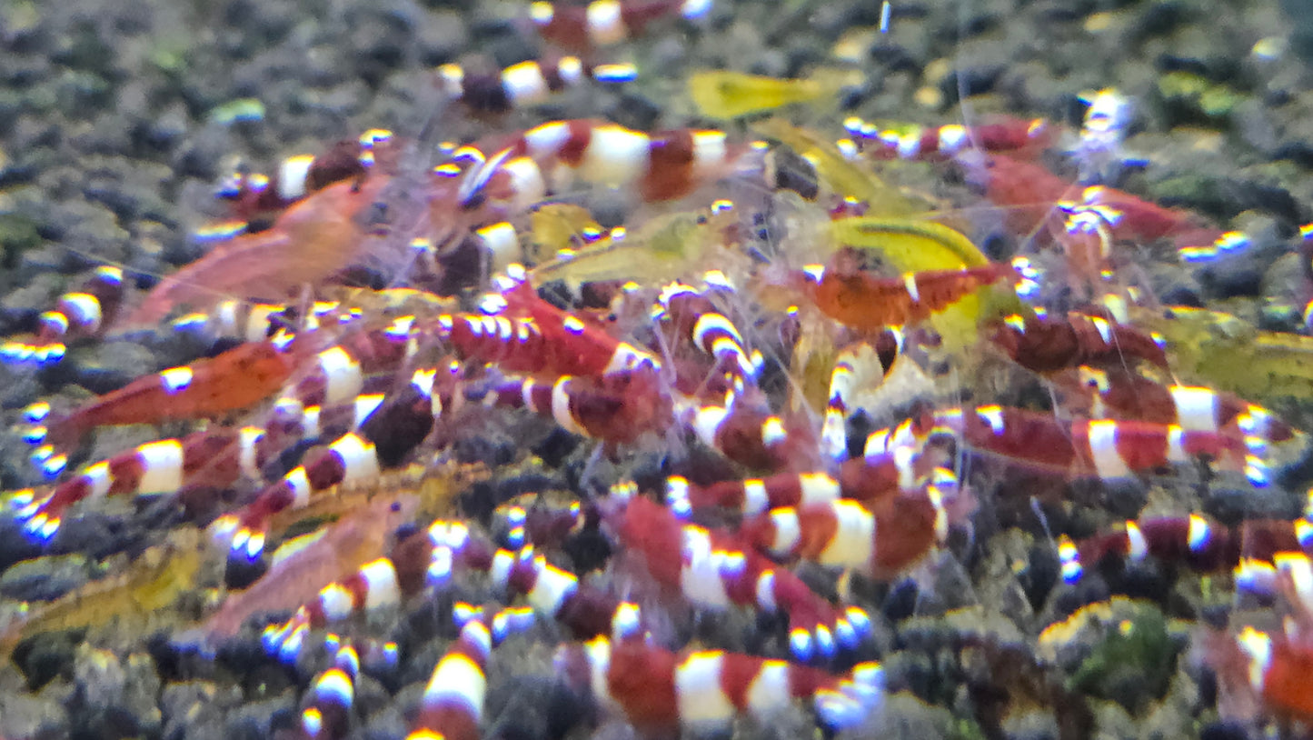 Wine red shrimp 1cm