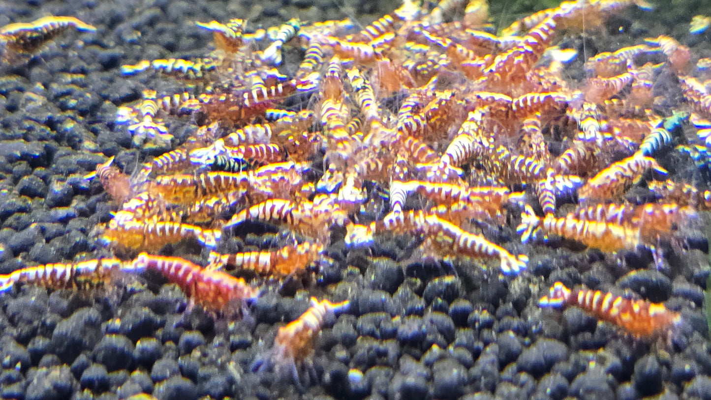 Red galaxy tiger shrimps 1cm