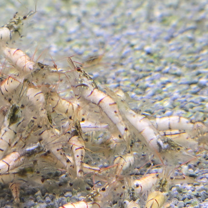 Snow zebra shrimp 1cm