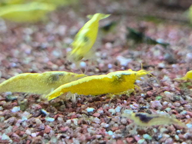 Golden eye Golden back shrimp