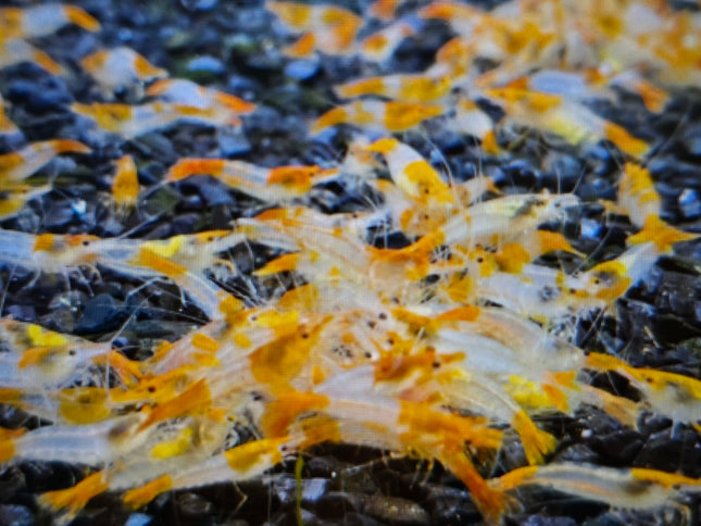 Orange rili shrimp 1-1.5cm