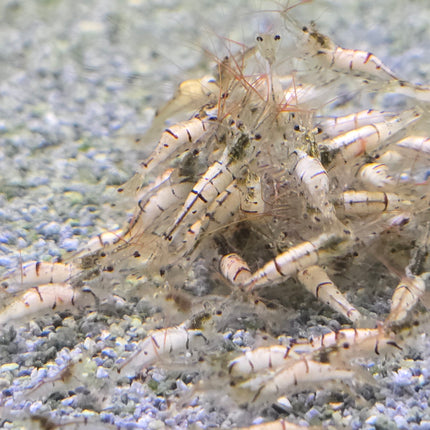 Snow zebra shrimp 1cm