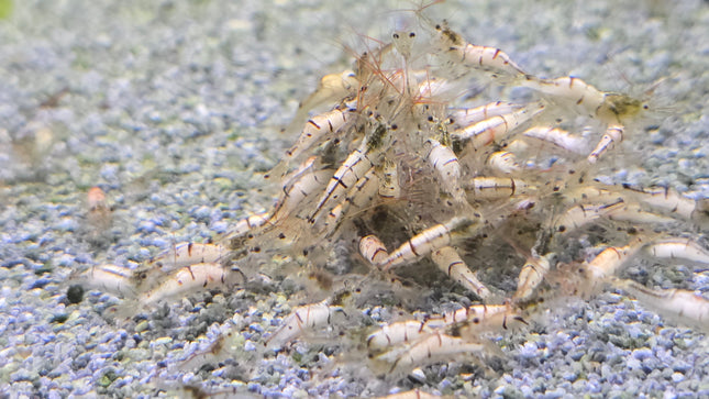 Snow zebra shrimp 1cm