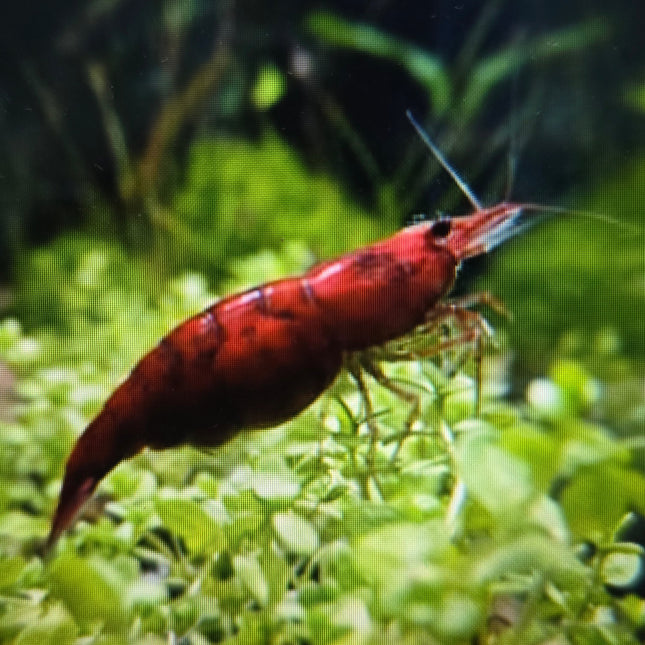 Bloody Mary shrimp 1-1.5cm