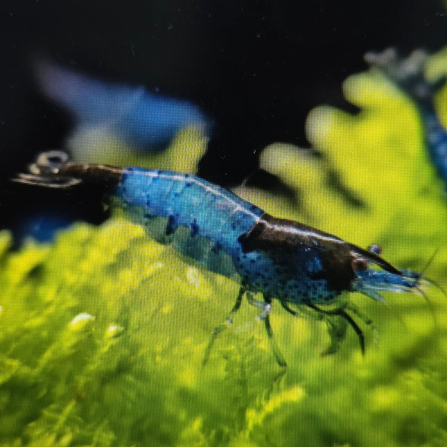 Blue rili shrimp 1-1.5cm