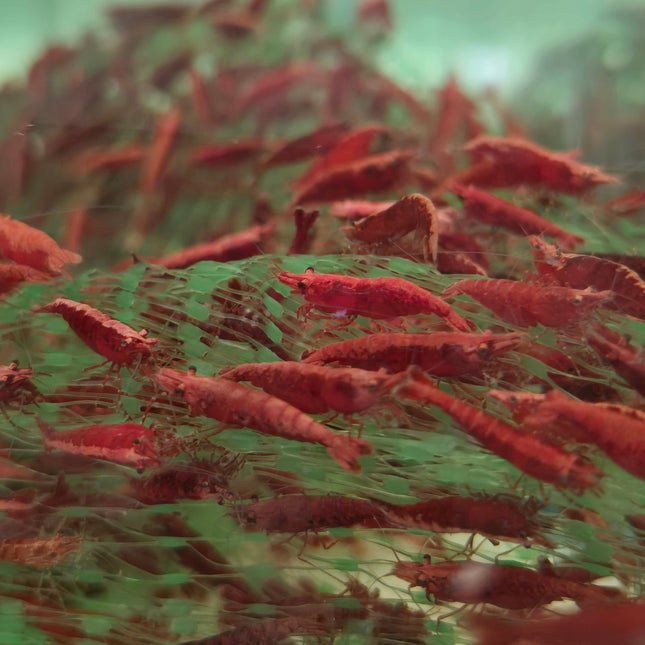 Fire red shrimps 1-1.5cm