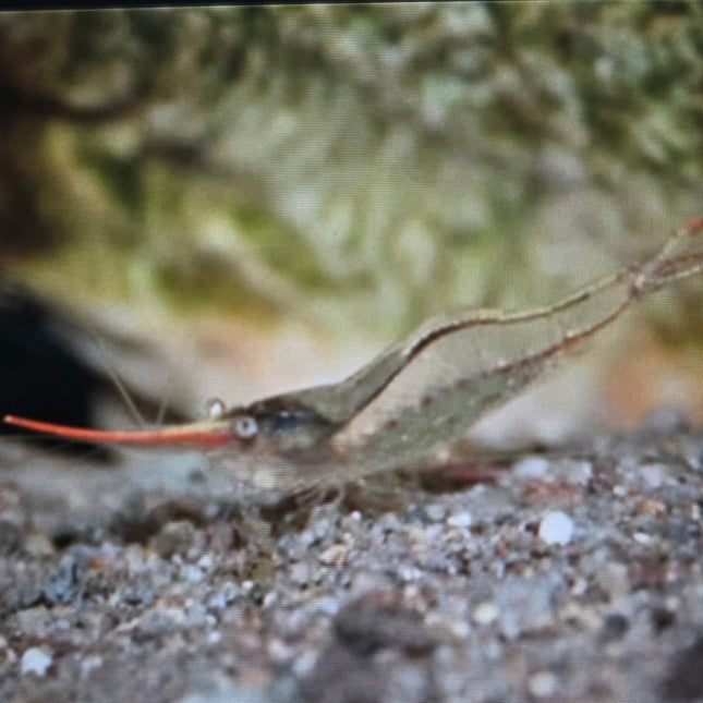 Red nose shrimp 1-1.5cm