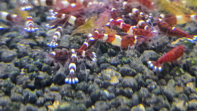 Wine red shrimp 1cm
