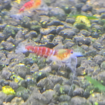 Red dragon shrimp 0.8-1cm