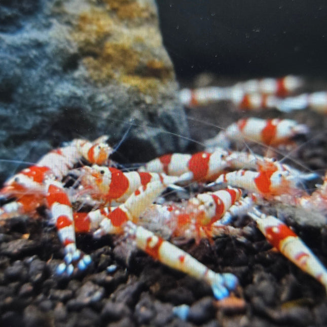 Red crystal shrimp 1-1.5cm