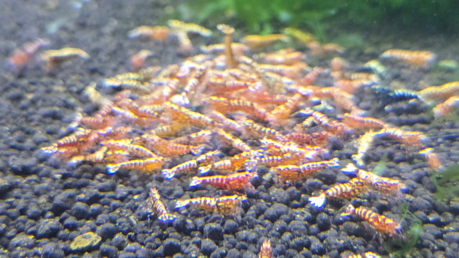 Red galaxy tiger shrimps 1cm