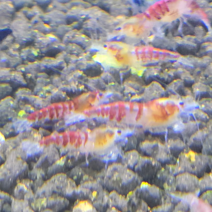 Red dragon shrimp 0.8-1cm