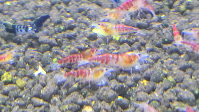 Red dragon shrimp 0.8-1cm