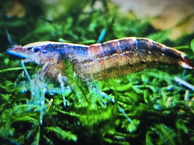 Malayan colour shrimp (Wild) 1-1.5cm
