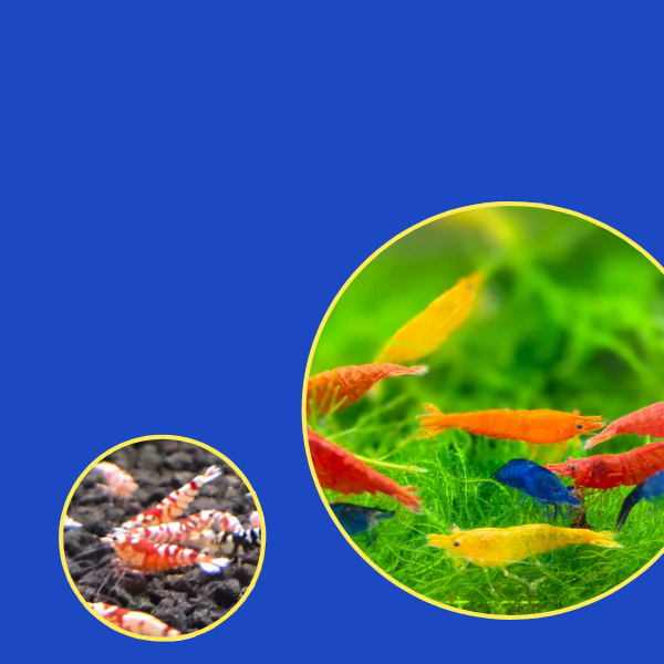 <h2>Colourful crustaceans</h2>