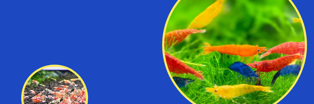 <h2>Colourful crustaceans</h2>