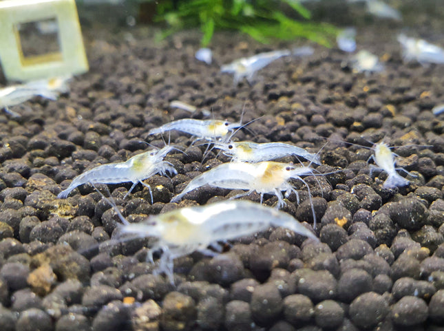 Snowball shrimp 1-1.5cm