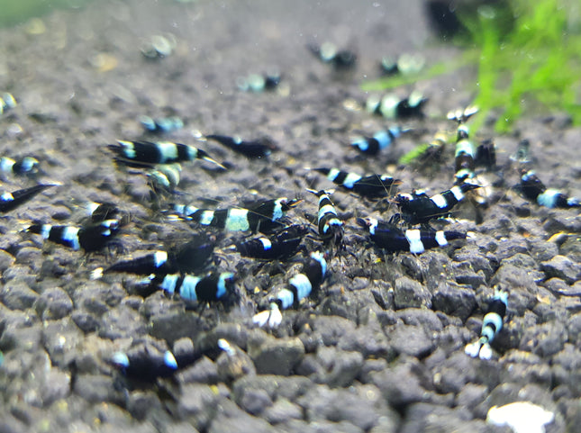 Black king kong shrimp 1cm