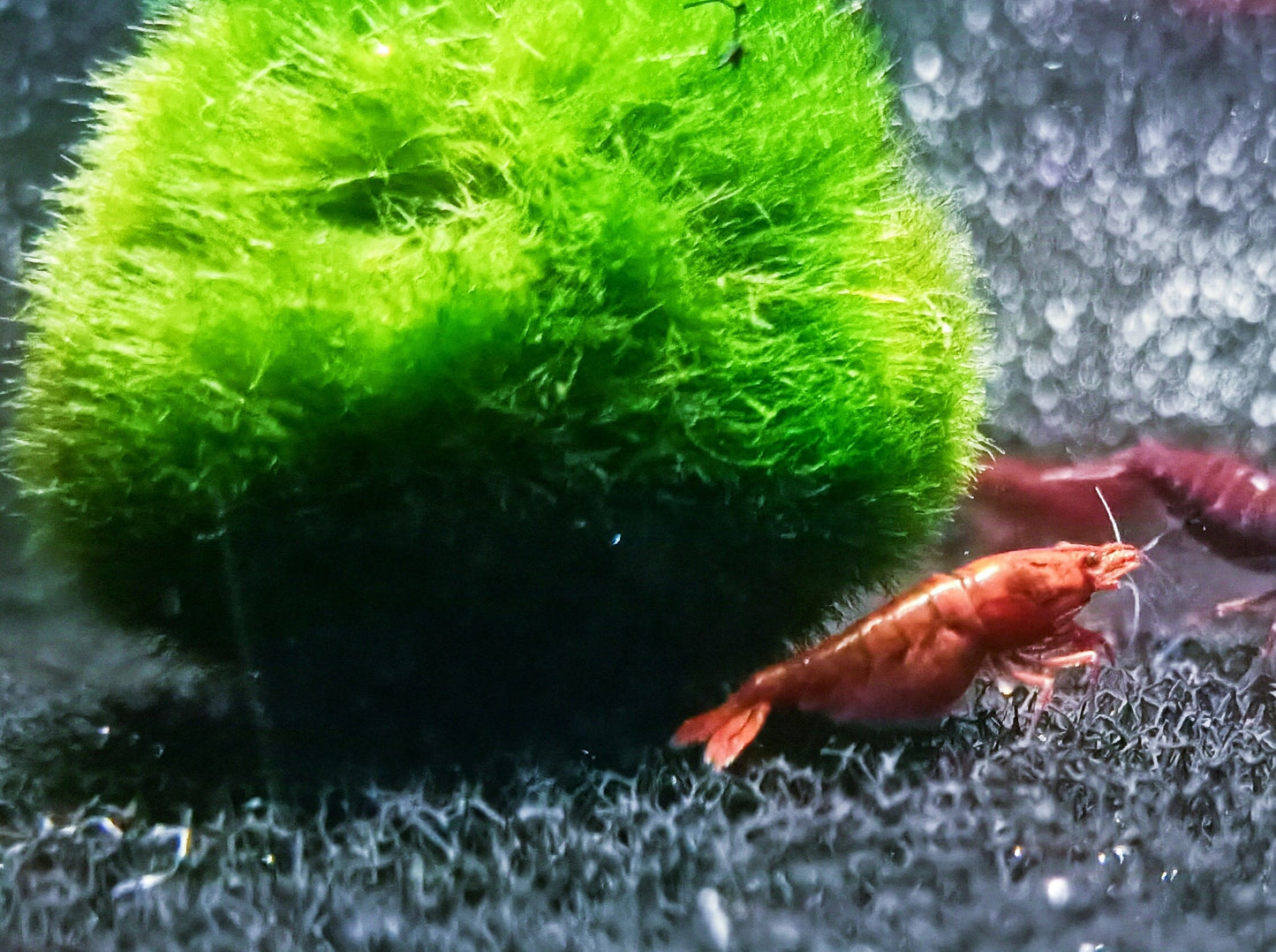 Bloody Mary shrimp 1-1.5cm