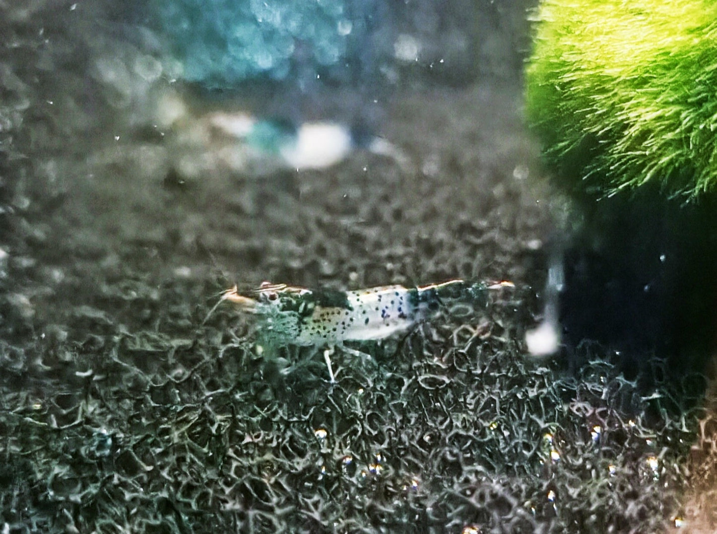 Blue rili shrimp 1-1.5cm