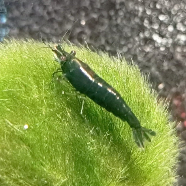 Neon green shrimp 1-1.5cm