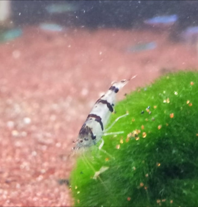 Racoon tiger shrimp 1-1.5cm