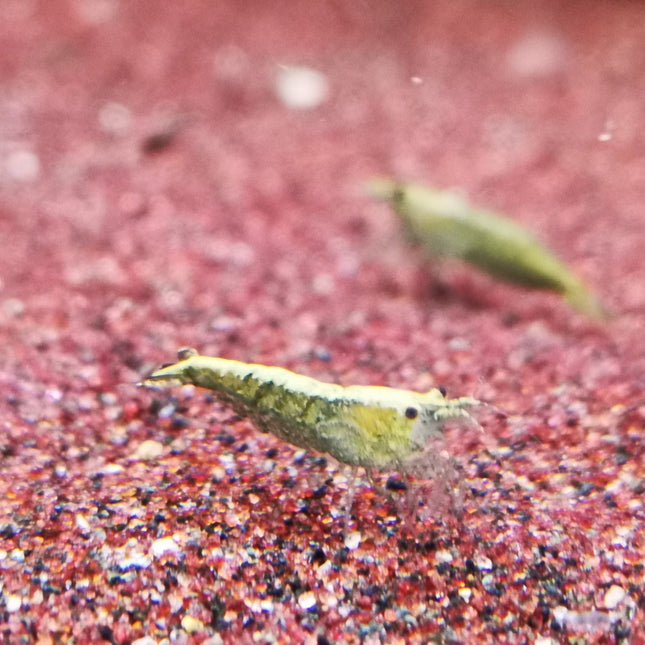 Green jade shrimp 1-1.5cm