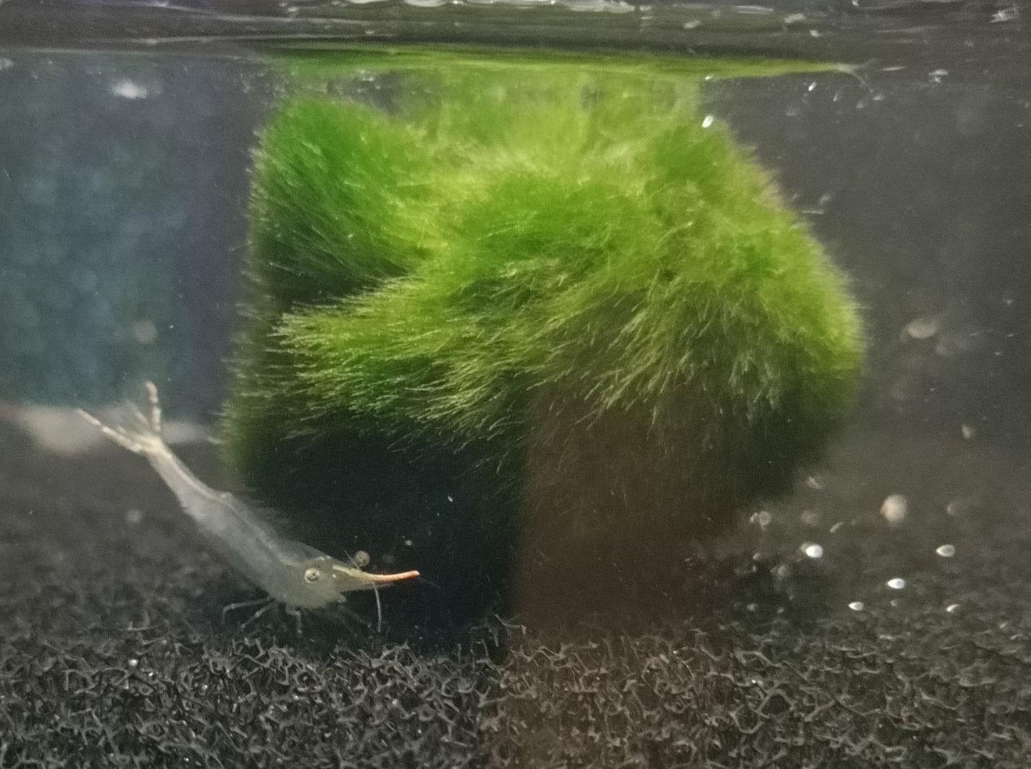 Red nose shrimp 1-1.5cm