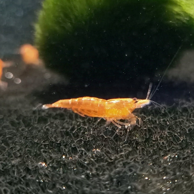 Orange sunkist shrimp 1-1.5cm