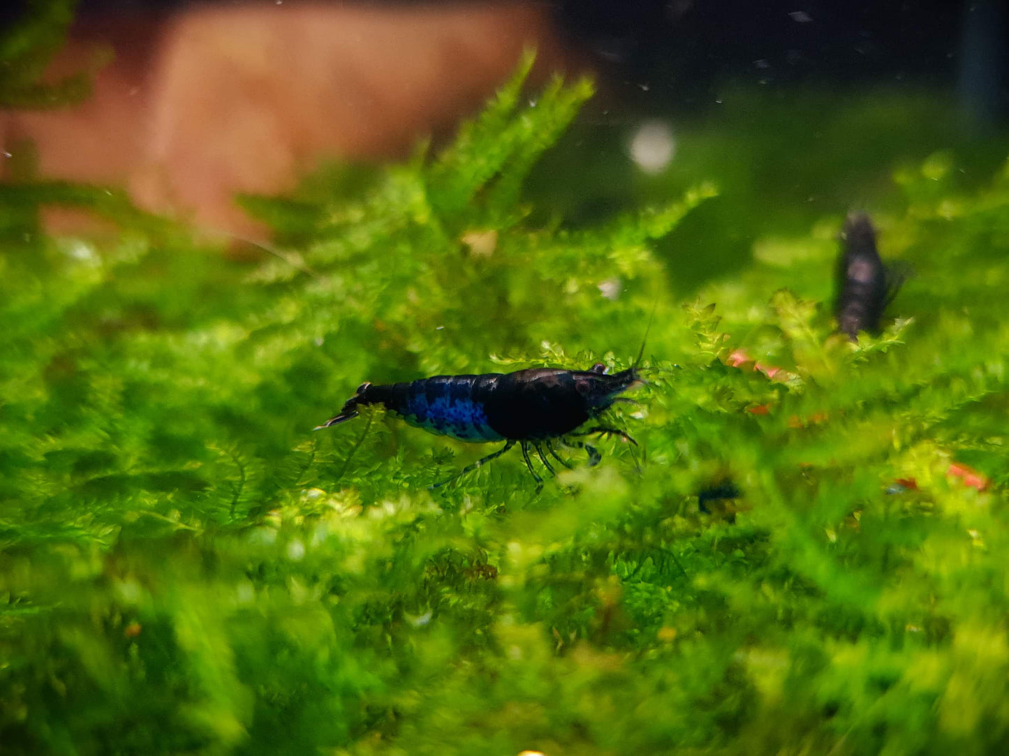 Blue diamond shrimp 1-1.5cm